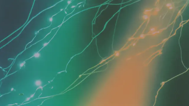 Neural Tides At Dawn