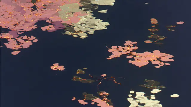 Coral Memories Dissolving